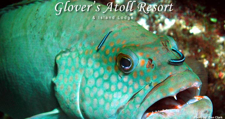 Belize, Belize travel, scuba diving, snorkeling, islands, islands in Belize, beachfront, 
