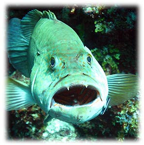 Belize, Belize travel, scuba diving, snorkeling, islands, islands in Belize, beachfront,
