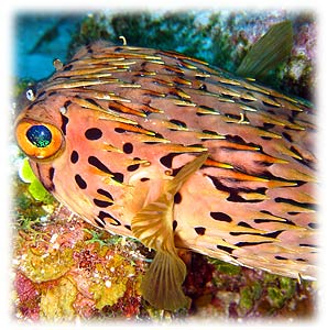 Belize, Belize travel, scuba diving, snorkeling, islands, islands in Belize, beachfront,